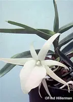 Angraecum rutenbergianum, BS