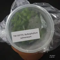 FLASK Bulb. salmoneum