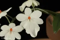 Aerangis luteoalba var. rhodosticta, spiking