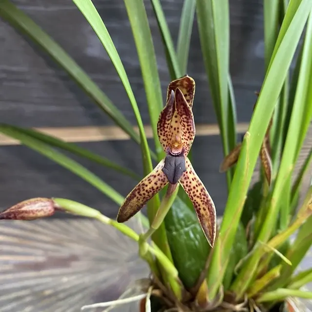 Maxillaria meleagris