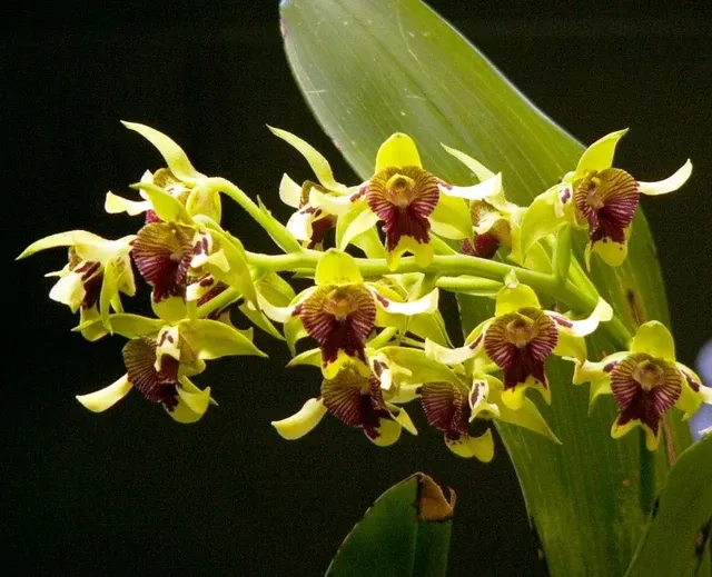 Dendrobium shiraishii