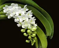 Rhynchostylis gigantea v. alba