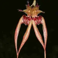 Bulb. bicolor X Bulb. fascinator