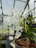 Neofinetia falcata ‘Tsushima Ryokuho’
