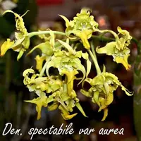 Collectors RARE! Orchid Species Dendrobium spectabile var alba Alien Orchid Live Plant