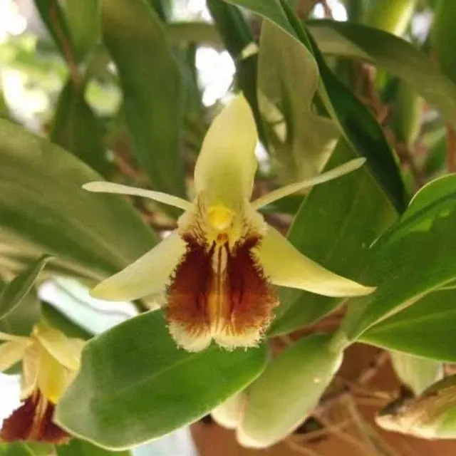 Coelogyne pallens (Coelogyne)