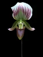 Paphiopedilum callosum
