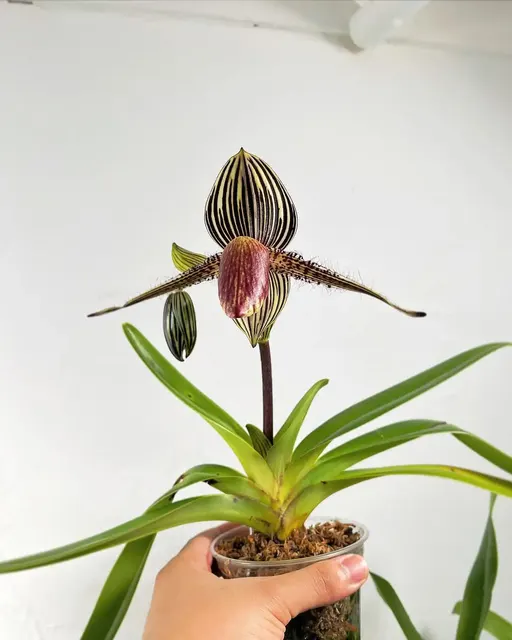 Paphiopedilum rothschildianum ''R'' (Paphiopedilum)