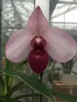 Paphiopedilum delenatii 'vinicolor' — Blühfähige Pflanze