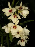 Dendrobium albosanguineum