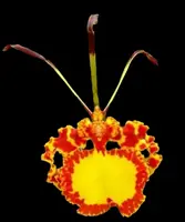 Psychopsis Mendenhall ‘Hildos’ FCC/AOS (2” pot)