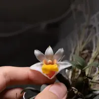 Dendrobium bellatulum