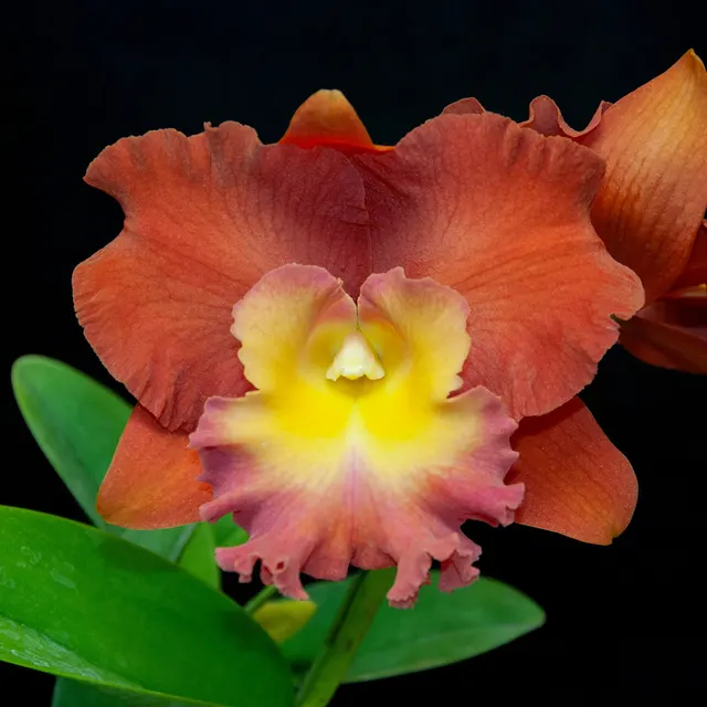 Rhyncholaeliocattleya Star Of Siam 'Apricot Glow' (Rhyncholaeliocattleya)