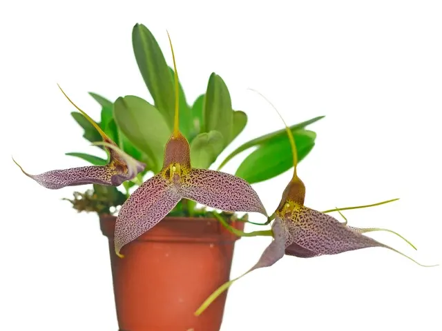 Masdevallia decumana (Masdevallia)
