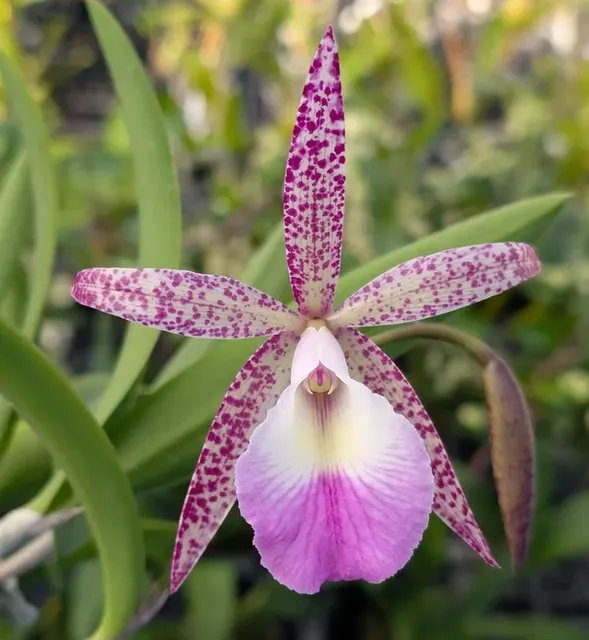 Brassocattleya Walter August