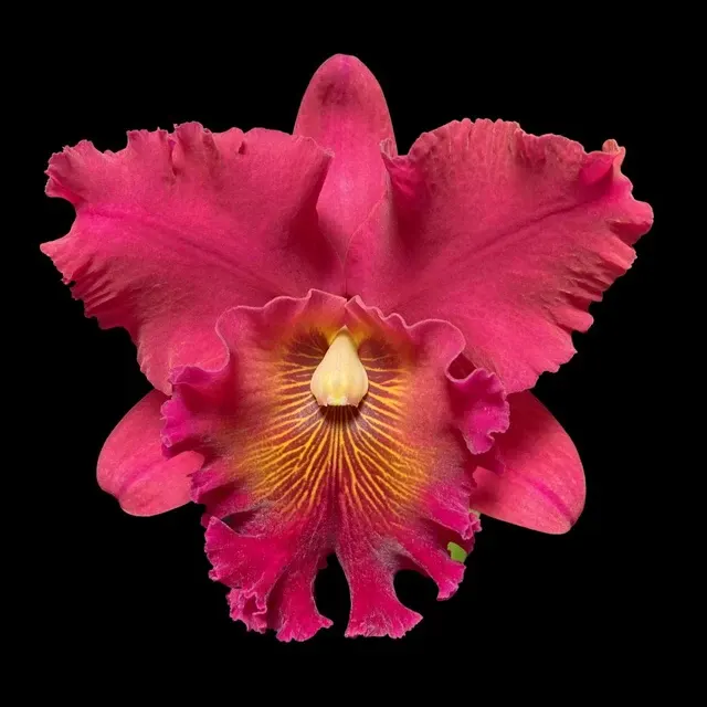 Cattleya Alliance - Rlc. Fire Jewel 'Volcano Queen'