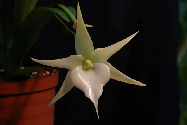 Angraecum CRESTWOOD
