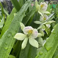 Very Rare Orchid Species Encyclia radiata Species Live PLant