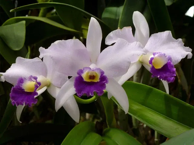 Cattleya Hybrid - Growers Choice (Cattleya)