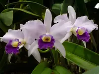 Cattleya Hybrid - The corsage orchid (Growers Choice) — Not Currently In Bloom or Spike