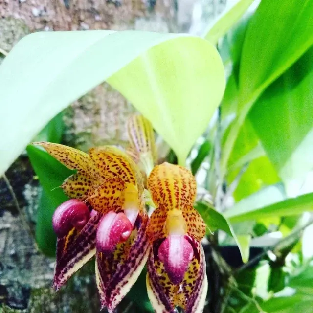 Bulbophyllum subumbellatum x reticulatum