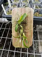 Diplocaulobium stelliferum