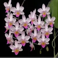 Phal. Equestris X Phal. Lindleni