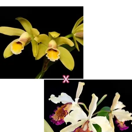 Cattleya luteola Quintal × Cattleyadowiana (Cattleya)