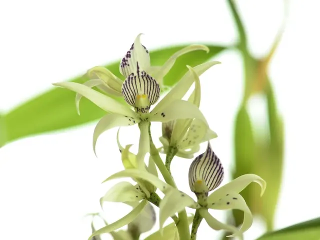 Prosthechea aemula (Prosthechea)