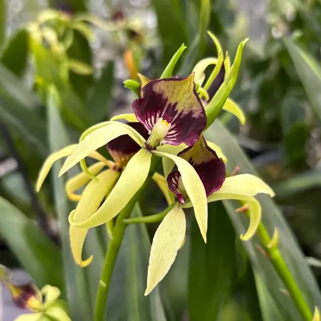 Encyclia Green Hornet - Flori Parfumate