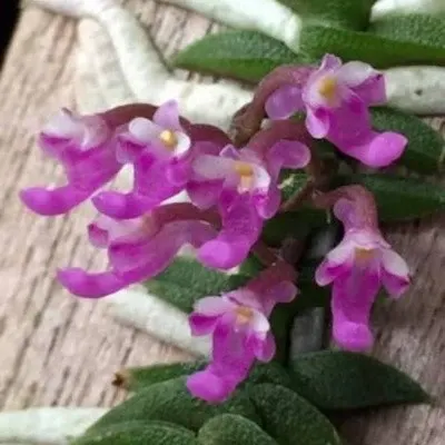 Schoenorchis scolopendria sp (Schoenorchis)