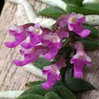 Schoenorchis scolopendria sp.
