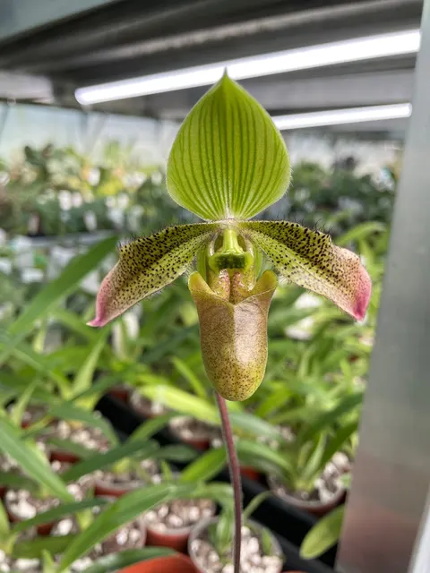 Paphiopedilum Debbie Robinson EO155 (Paphiopedilum)