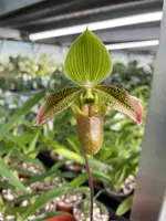 Paphiopedilum Debbie Robinson (appletonianum × wardii) EO155