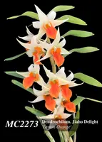 Dendrobium Jiaho Delight 'Lemon Orange ' (Hsinying Frostymaree ' Orange' SM/TOGA x tobaense var giganteum)