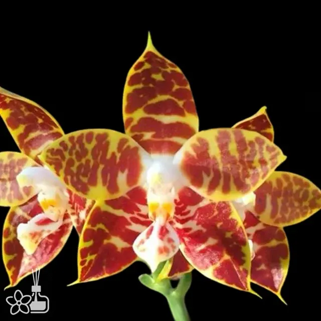 Phalaenopsis amboinensis 'Yellow River'