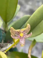 Bulbophyllum baileyi