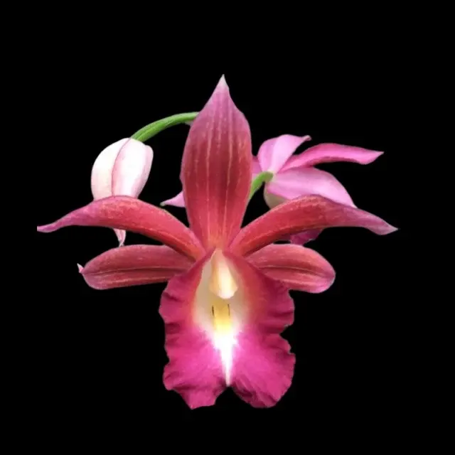 Calanthe tankervilleae x