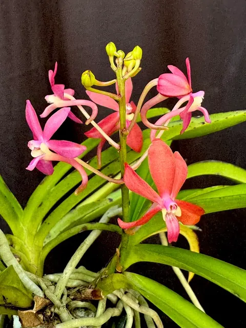 Vanda Peaches (Vanda)