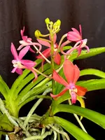 Vanda Peaches
