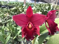 Rlc. Krull's Carolina Passion 'O Q F'(Miya's Passion x Carolina Splendor) (ADN29) (Hybrid) Rlc.=Rhyncholaeliocattleya
