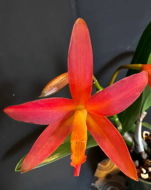 Cattlianthe Florida Wildfire (Cattlianthe)