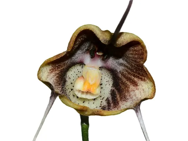 Dracula trigonopetala (Dracula)