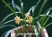 Cym. ensifolium 'Toyama Butterfly' (CYME28) ( - - ensifolium )