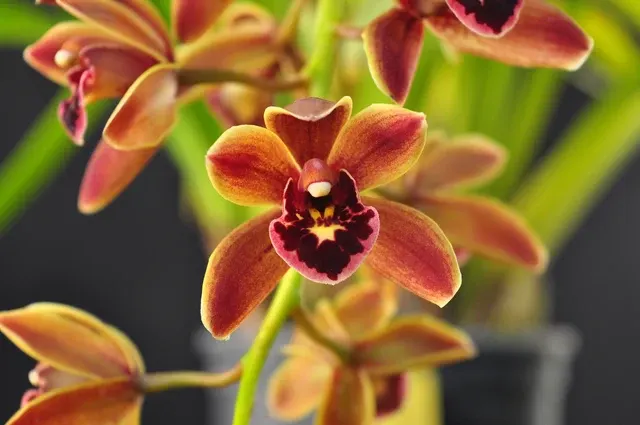 Cymbidium Mad Doctor 'Cinnabar' (Cymbidium)