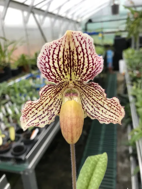 Paphiopedilum Estella (Paphiopedilum)