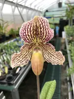 Paphiopedilum Estella (godefroyae x fairrianum)
