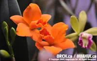 Rth. Shinfong Little Sun 'Youngmin Golden Boy' (Ctt. Golden Girl x Rth. Taida Love Star) (M386) (Hybrid) Rth.=Rhyncattleanthe / Ctt.=Cattlianthe