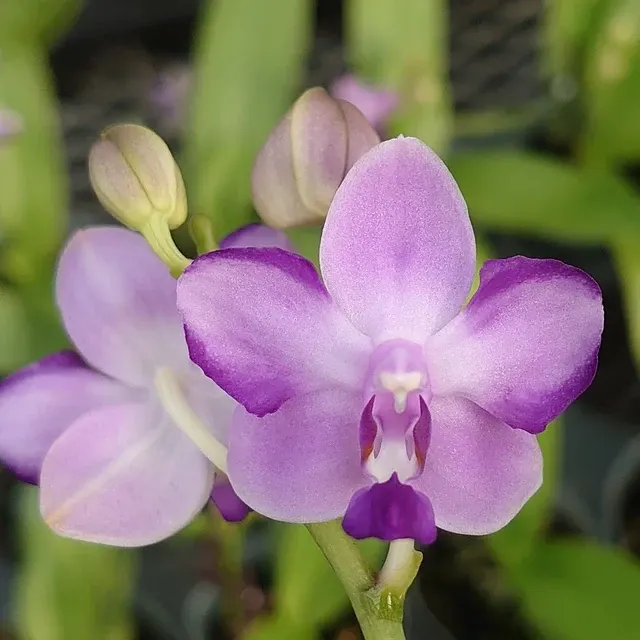 Phalaenopsis Kenneth Schubert - Pelorica, Parfumata '78'
