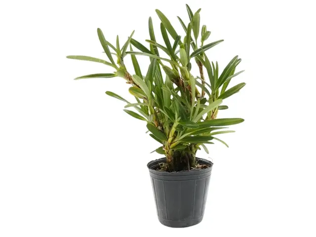 Maxillaria pastorellii (Maxillaria)